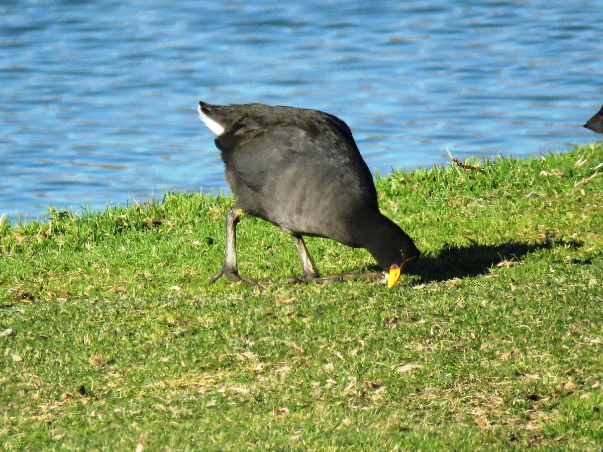 Red-fronted Coot - Marcelo Olivares Herrera