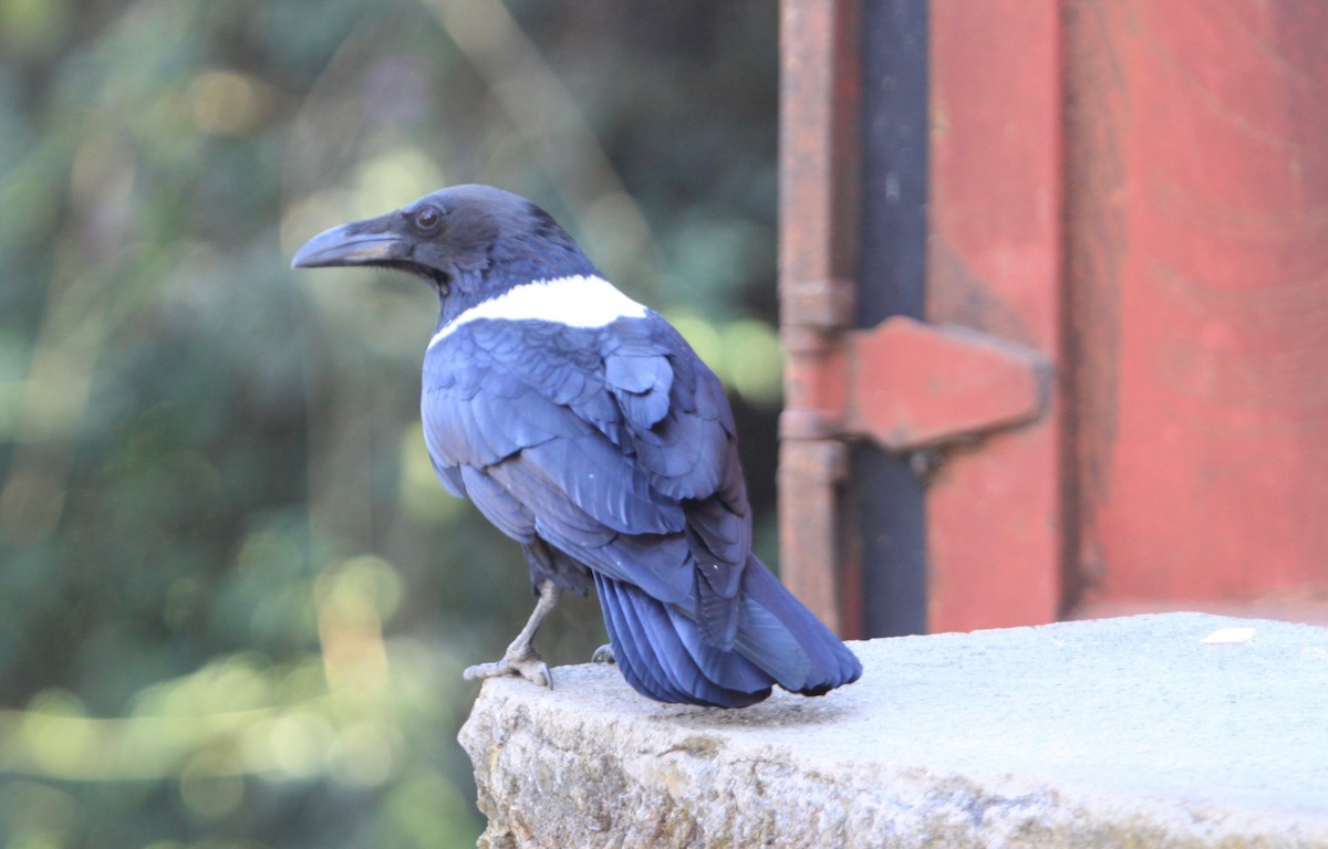 Pied Crow - Roger Clark