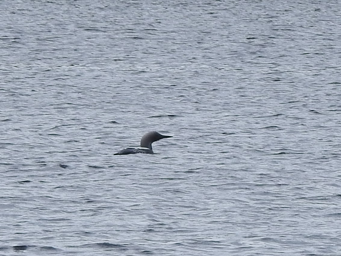 Arctic Loon - ML104859591