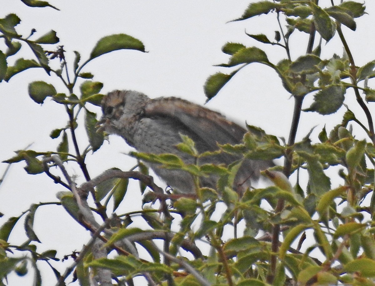 Blue Grosbeak - ML104859941