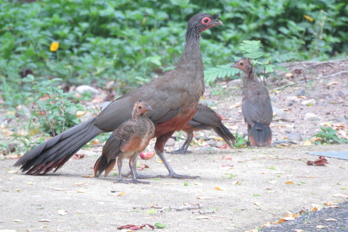 Rufous-bellied Chachalaca - ML104860131