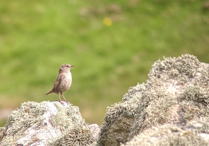 Eurasian Wren (St. Kilda) - ML104860421