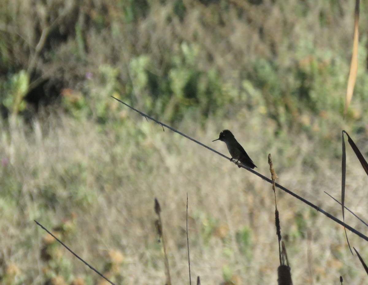 Colibrí Austral - ML104860441