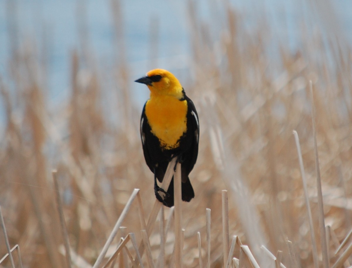Yellow-headed Blackbird - Doug Overacker