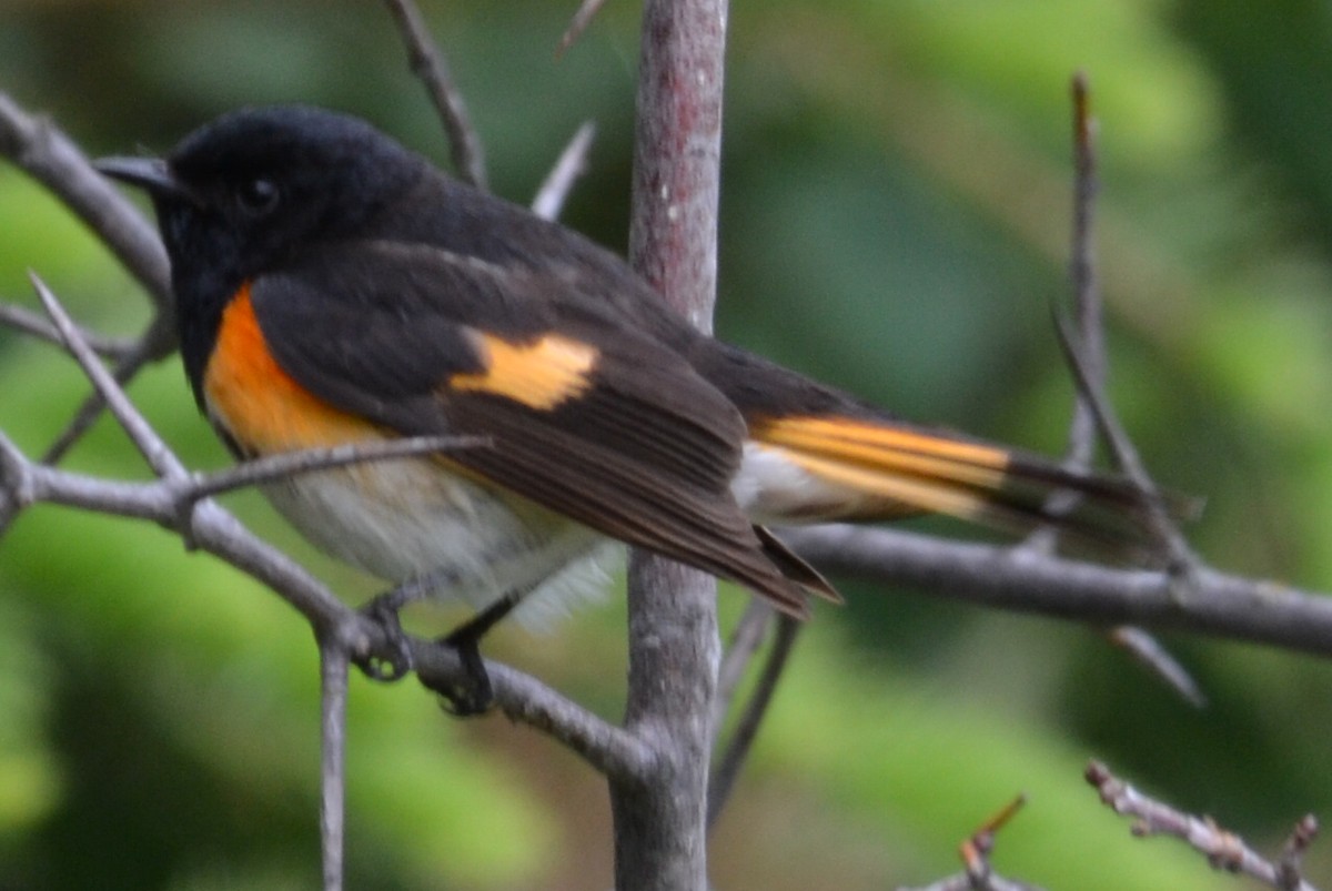 American Redstart - ML104864351