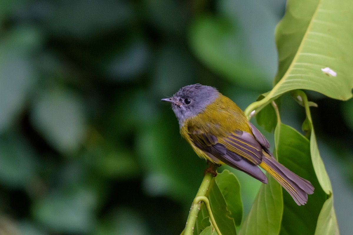 Gray-headed Canary-Flycatcher - ML104864831