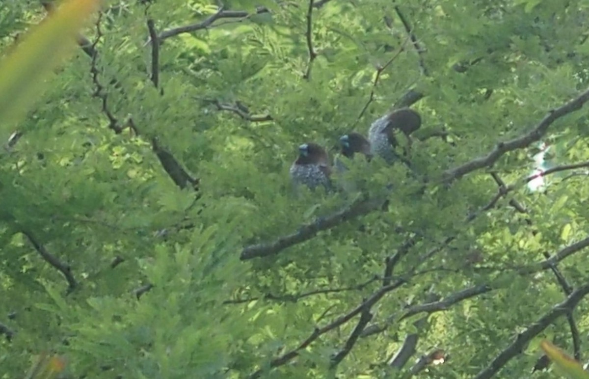 斑文鳥 - ML104866331