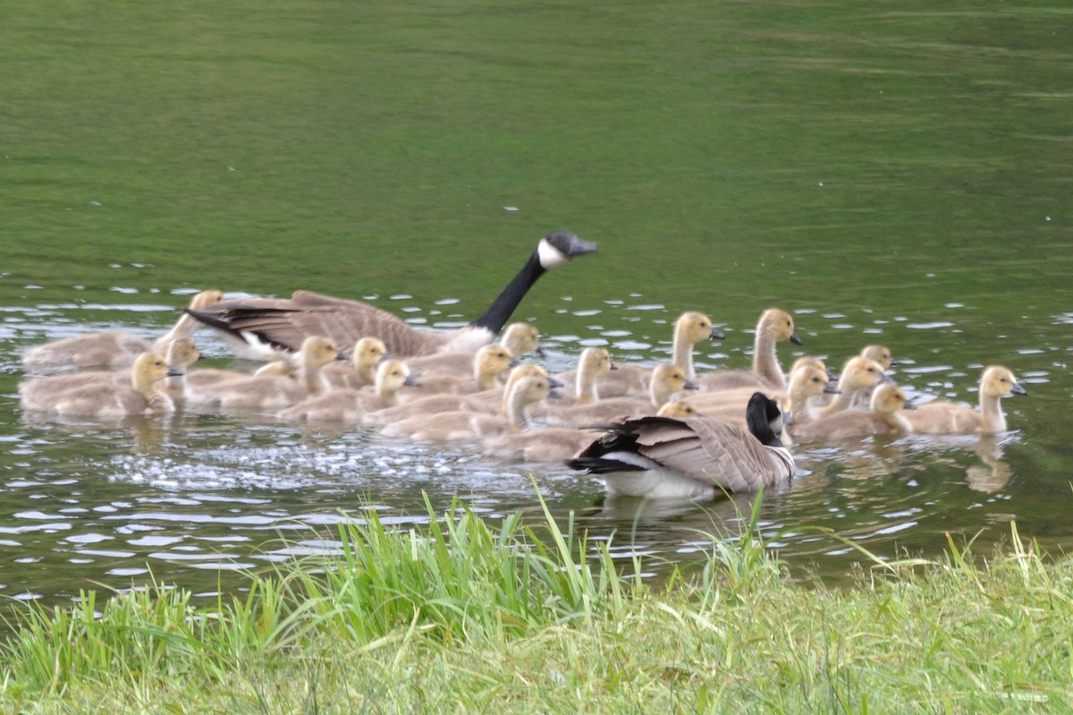 Canada Goose - ML104867441