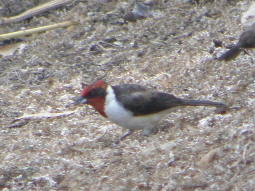 Masked Cardinal - ML104868141