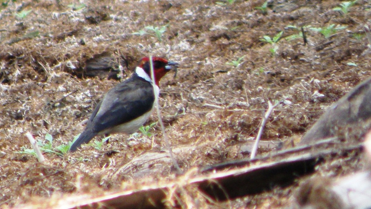 Masked Cardinal - ML104868161