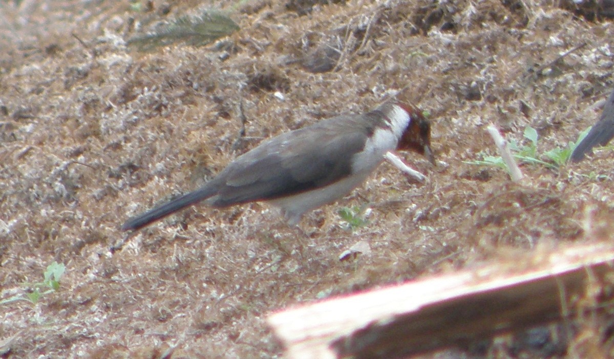 Masked Cardinal - ML104868231