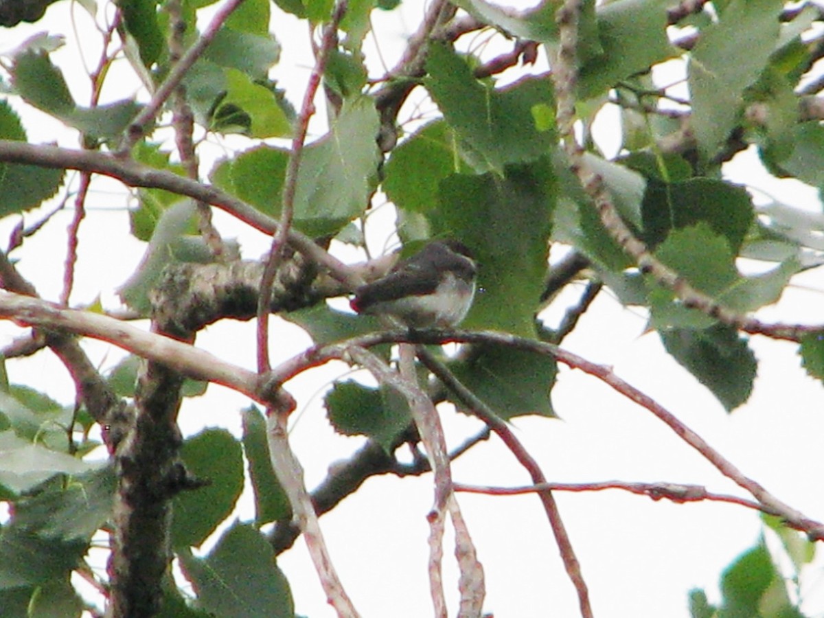 Golondrina Bicolor - ML104869351