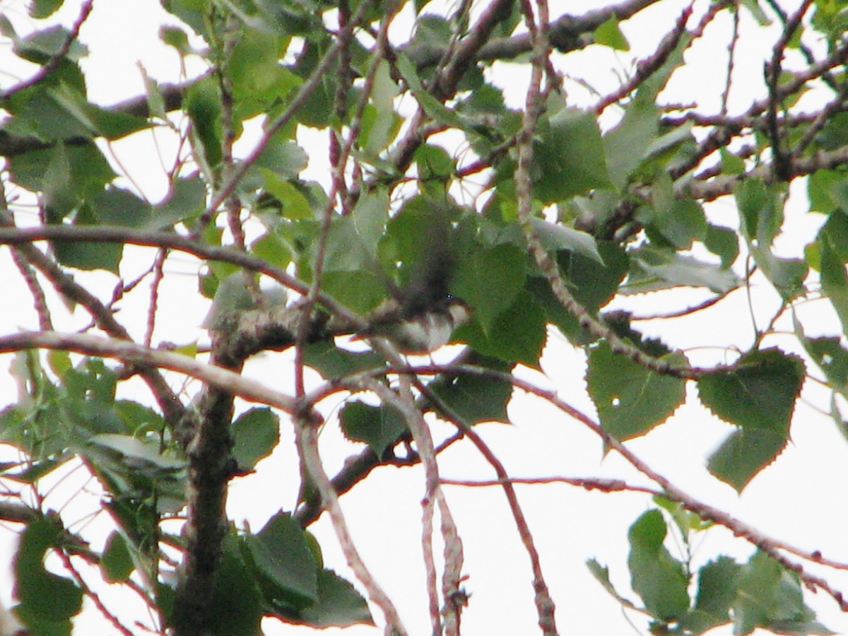 Golondrina Bicolor - ML104869371