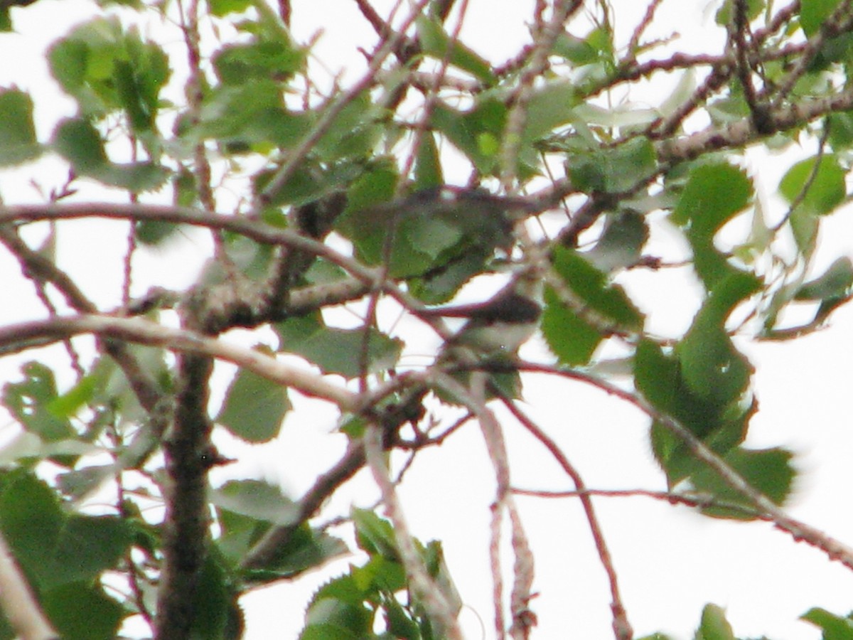 Golondrina Bicolor - ML104869381