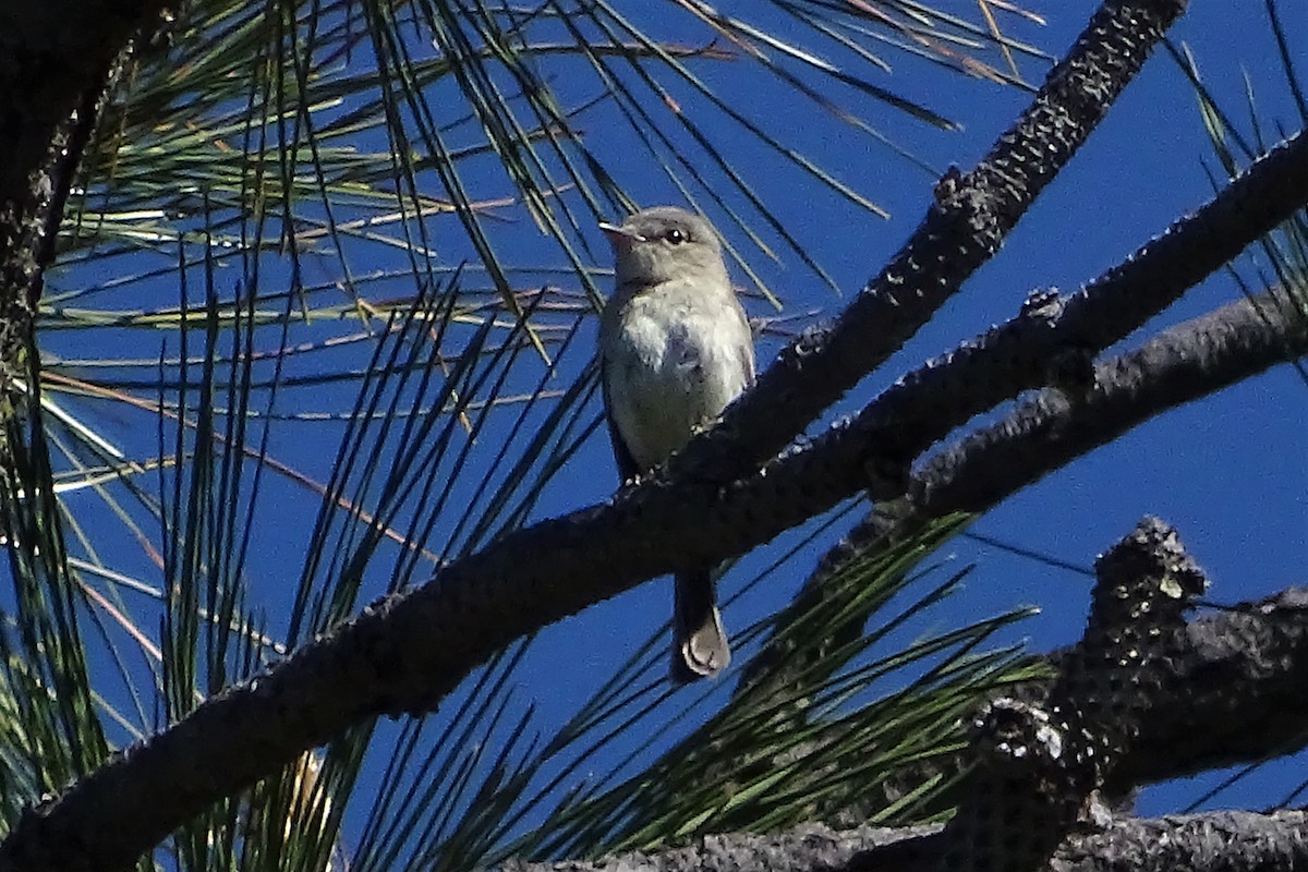 Gray Flycatcher - ML104871291