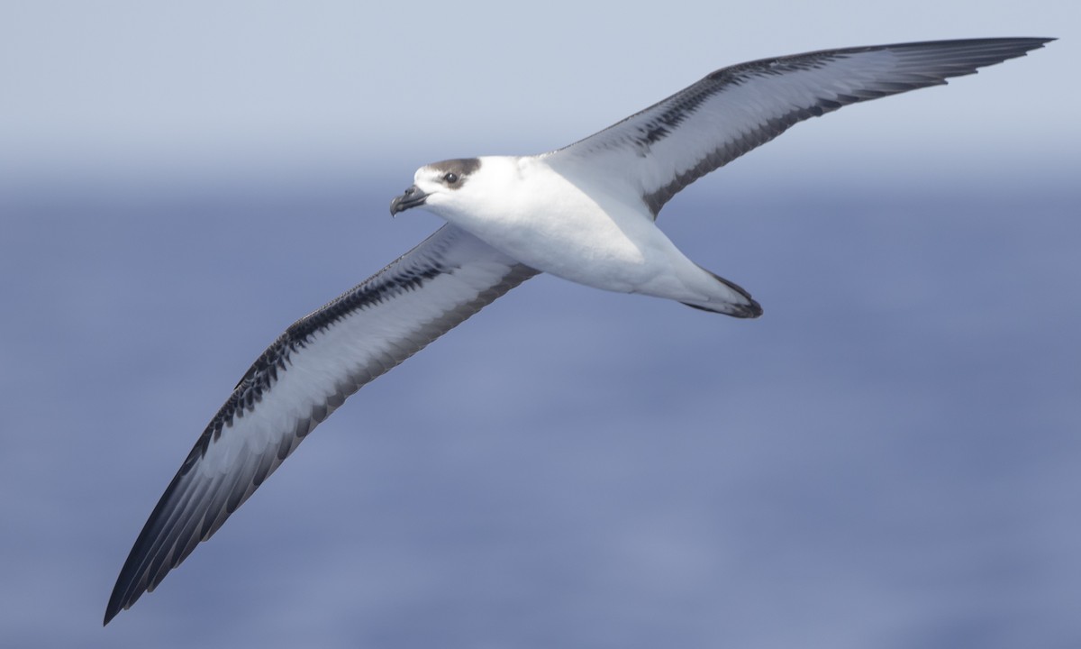 Black-capped Petrel (White-faced) - Steve Kelling