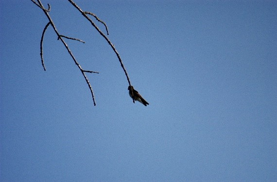 Northern Rough-winged Swallow - ML104872021