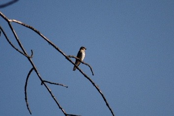 Hirondelle à ailes hérissées - ML104872261