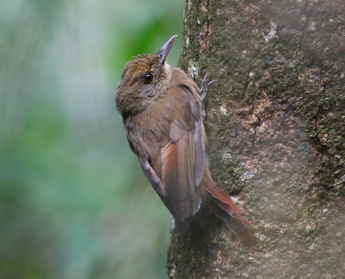 Plain-winged Woodcreeper - ML104872551