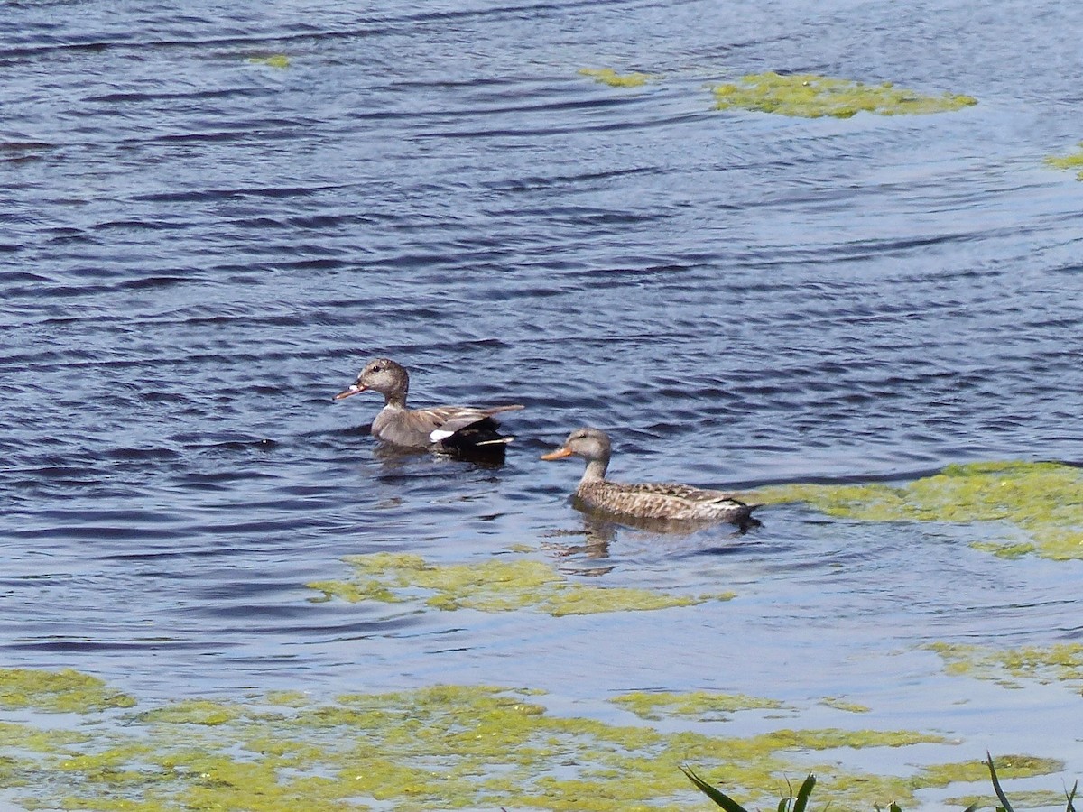 Canard chipeau - ML104872951