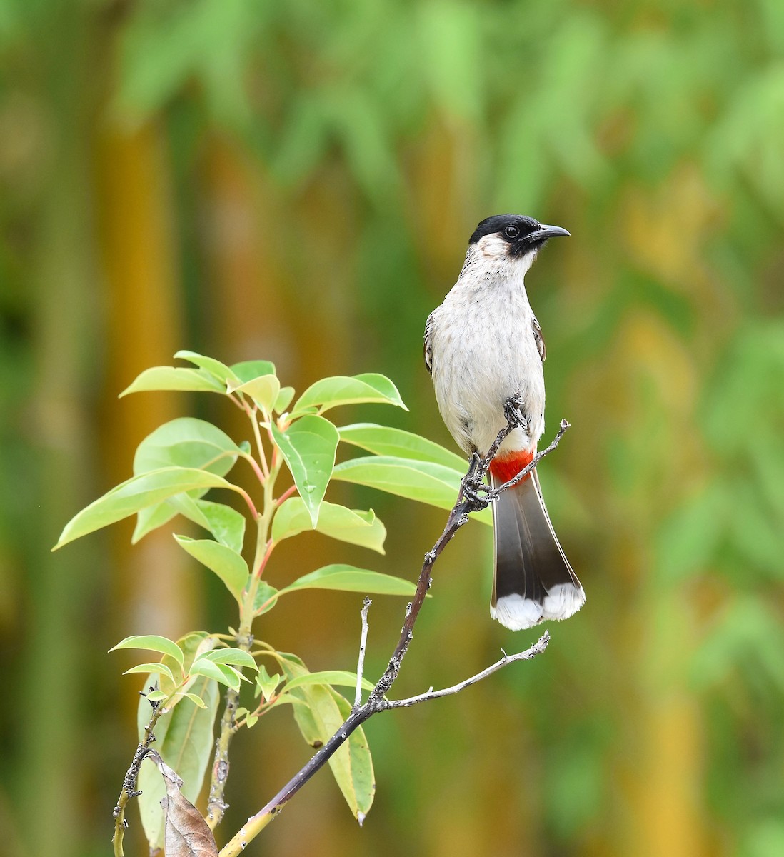 Sooty-headed Bulbul - Giovanni   Pari