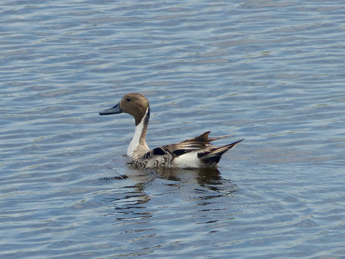 Canard pilet - ML104872991