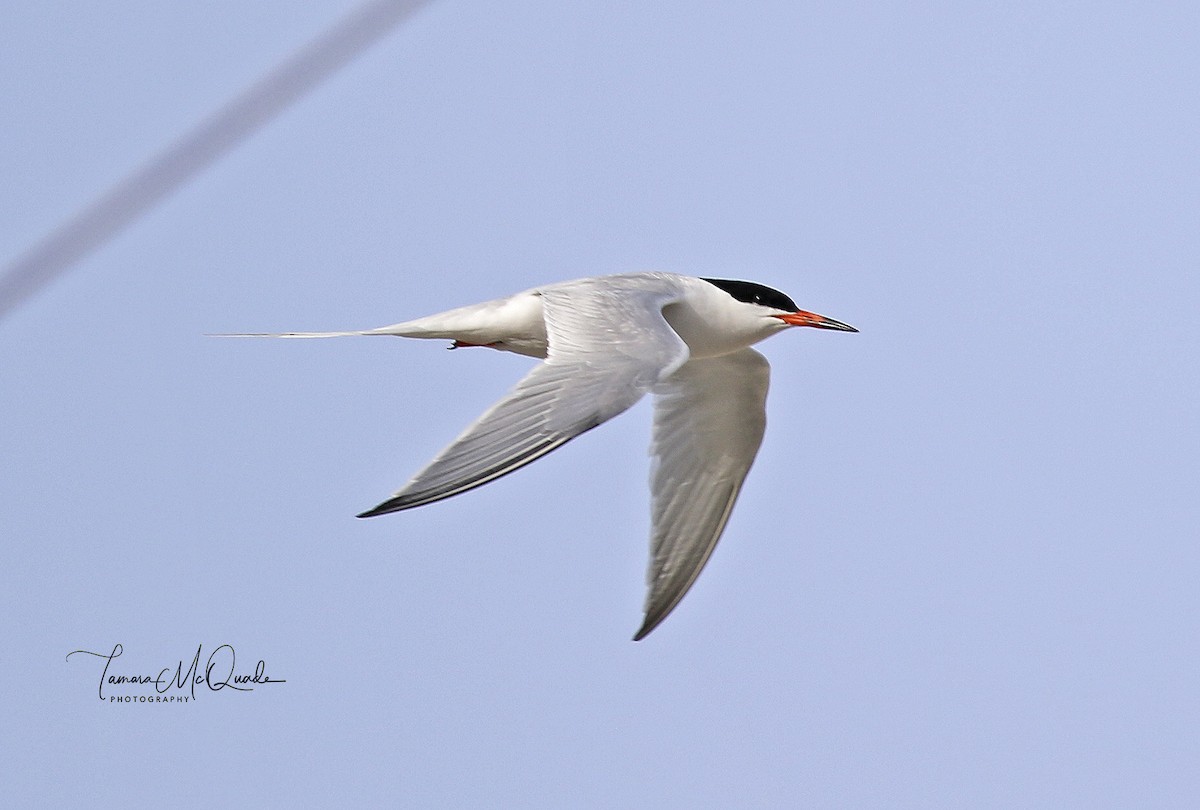 Roseate Tern - ML104874181