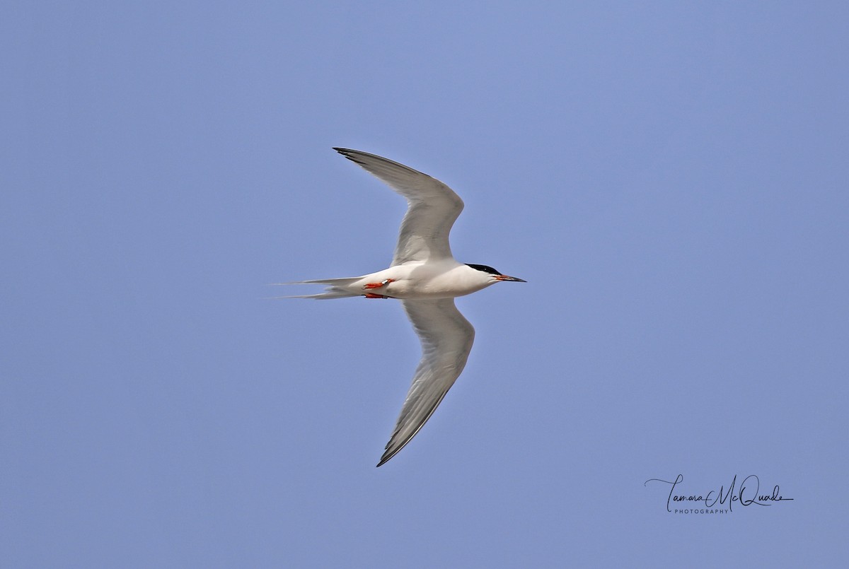 Roseate Tern - ML104874201