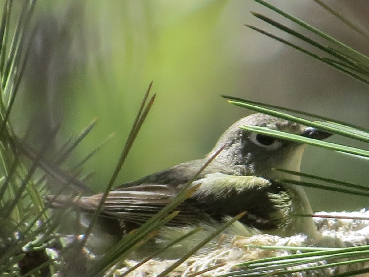 Cassin's Vireo - Nora Livingston