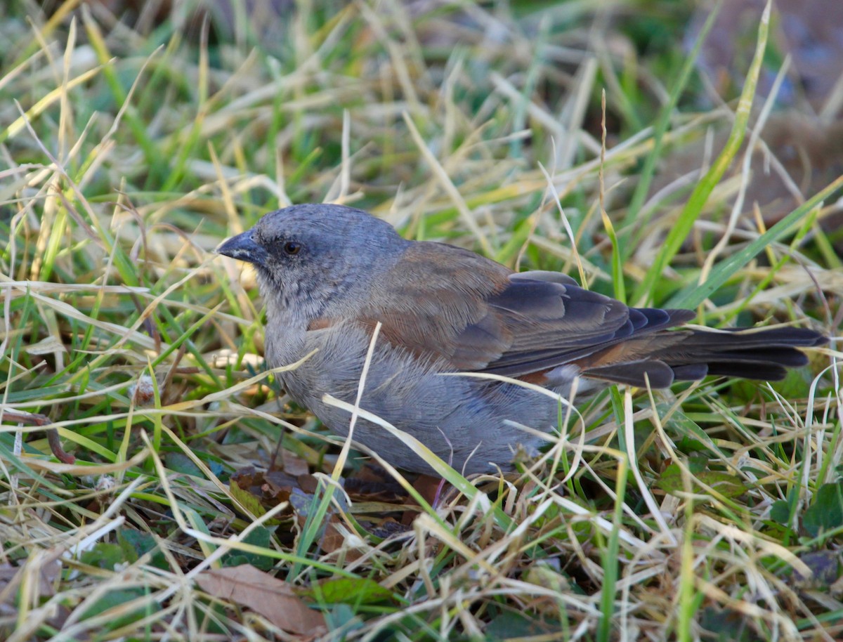 Swainson's Sparrow - ML104877131