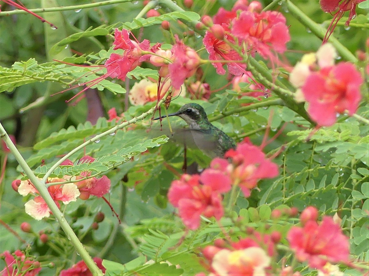 Canivet's Emerald - ML104879011