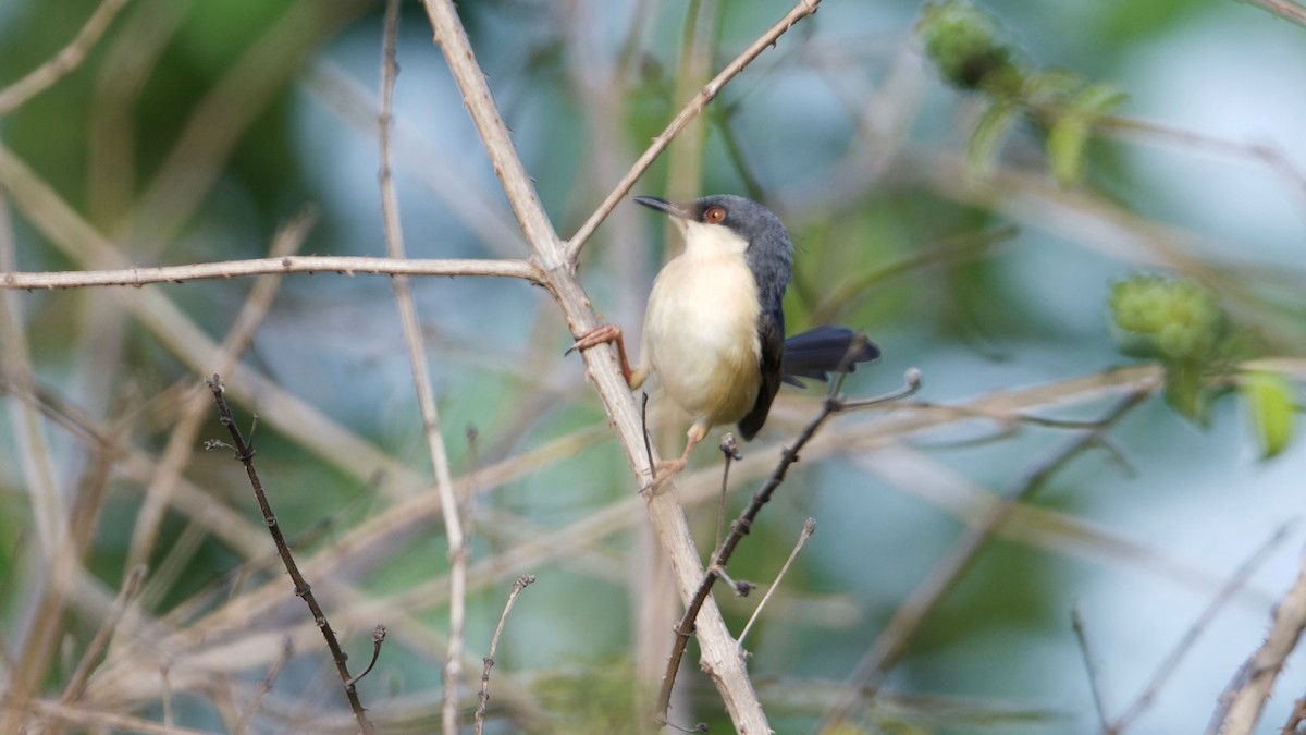 Prinia cendrée - ML104880601