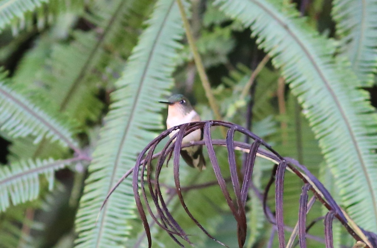 Peruvian Piedtail - Rohan van Twest