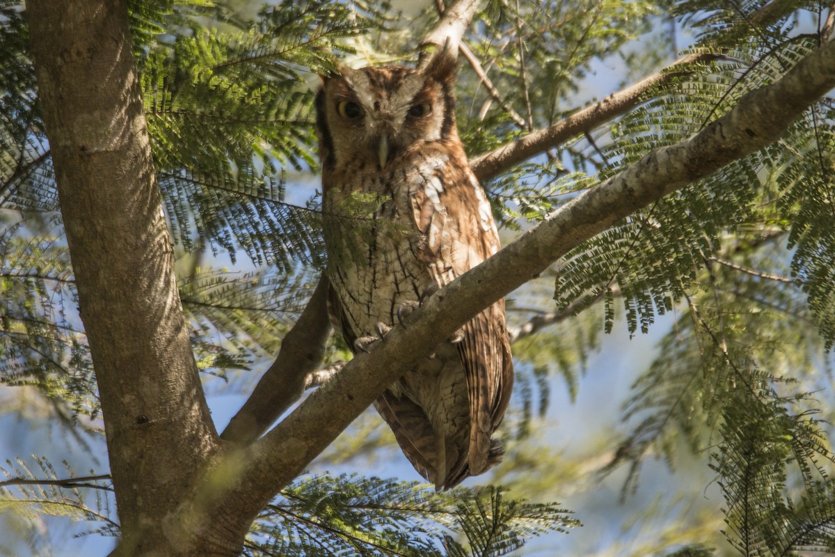 Tropical Screech-Owl - Nico Lormand