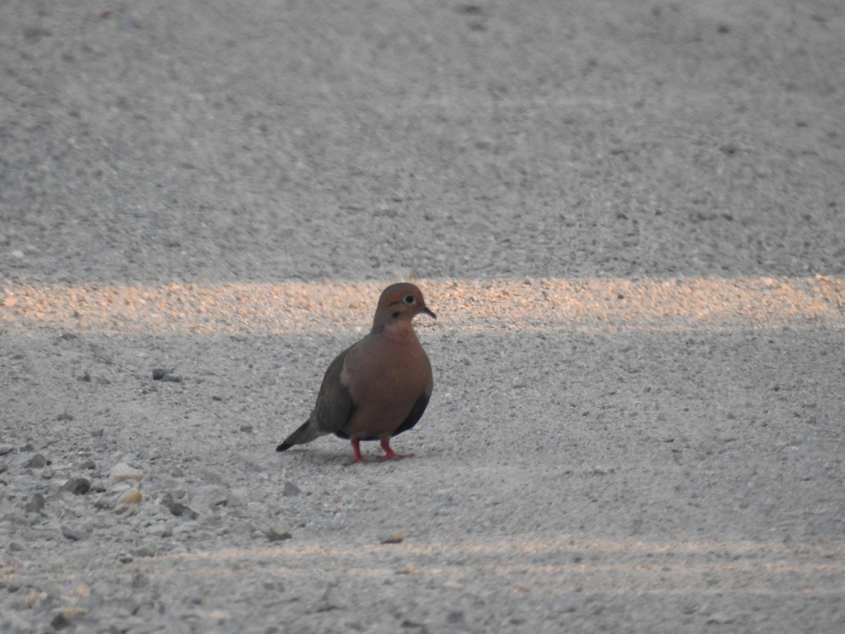 Mourning Dove - Carlton Noll