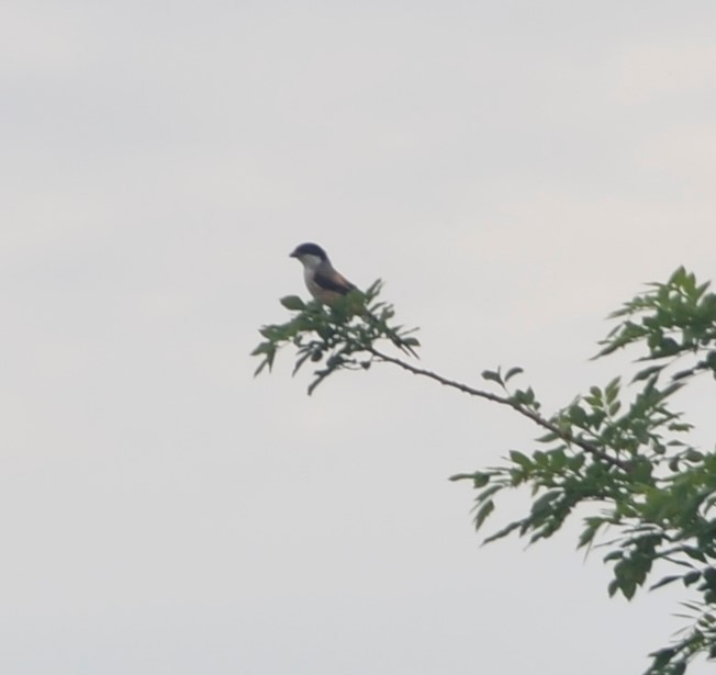 Long-tailed Shrike - ML104882431