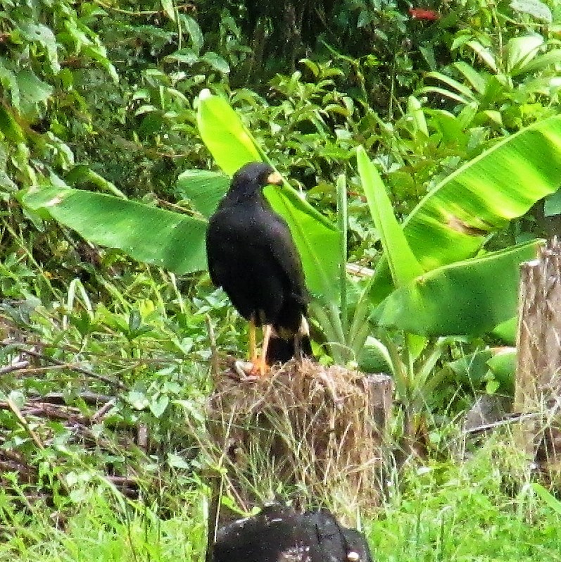 Great Black Hawk - ML104884111