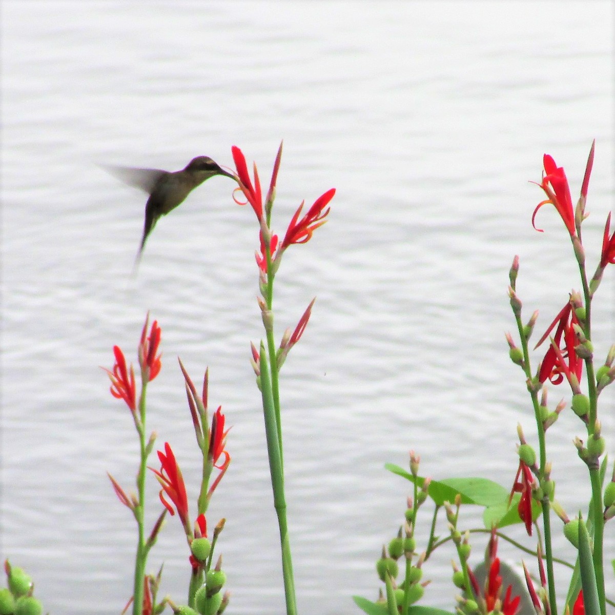 Long-tailed Hermit - ML104885581