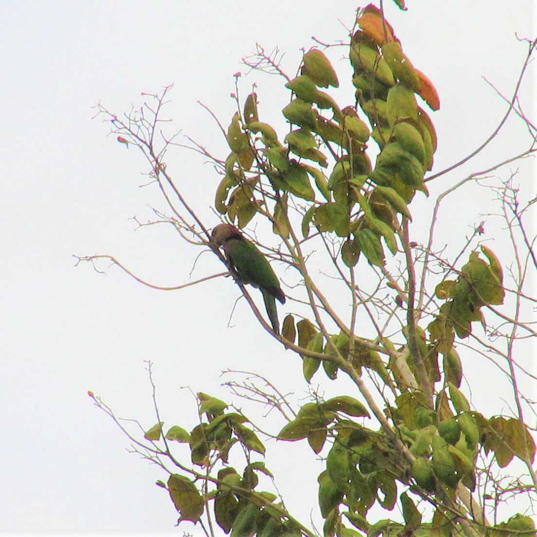 Red-fan Parrot - ML104885741