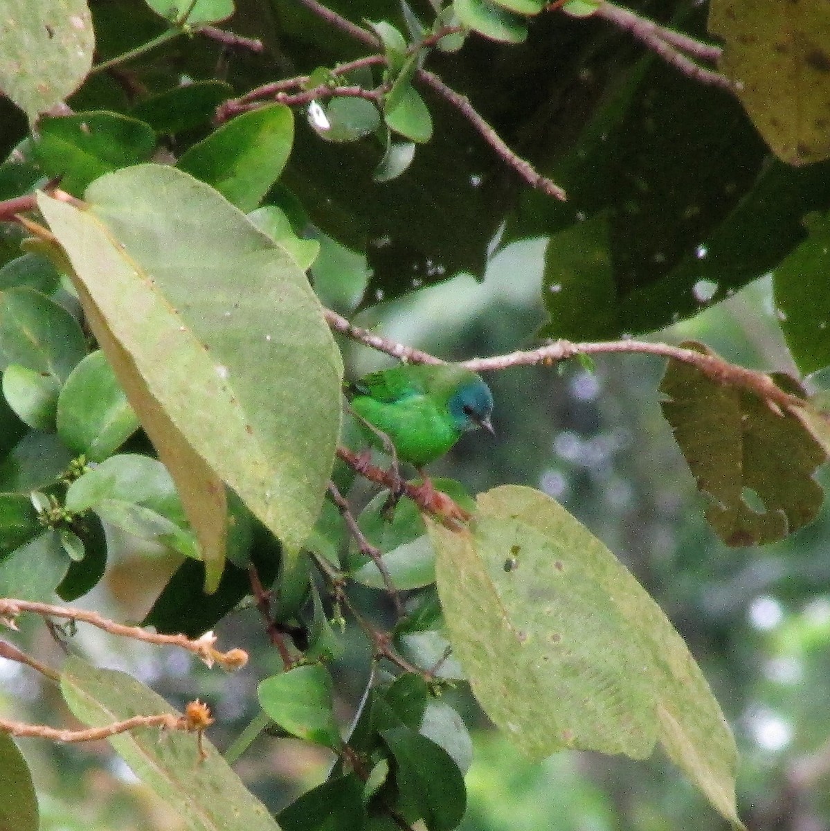 Blue Dacnis - ML104885881