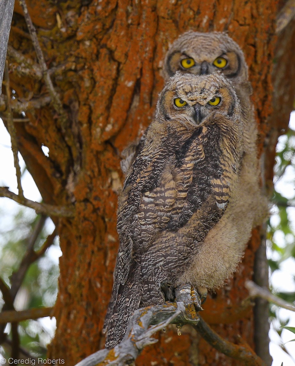 Great Horned Owl - ML104886611