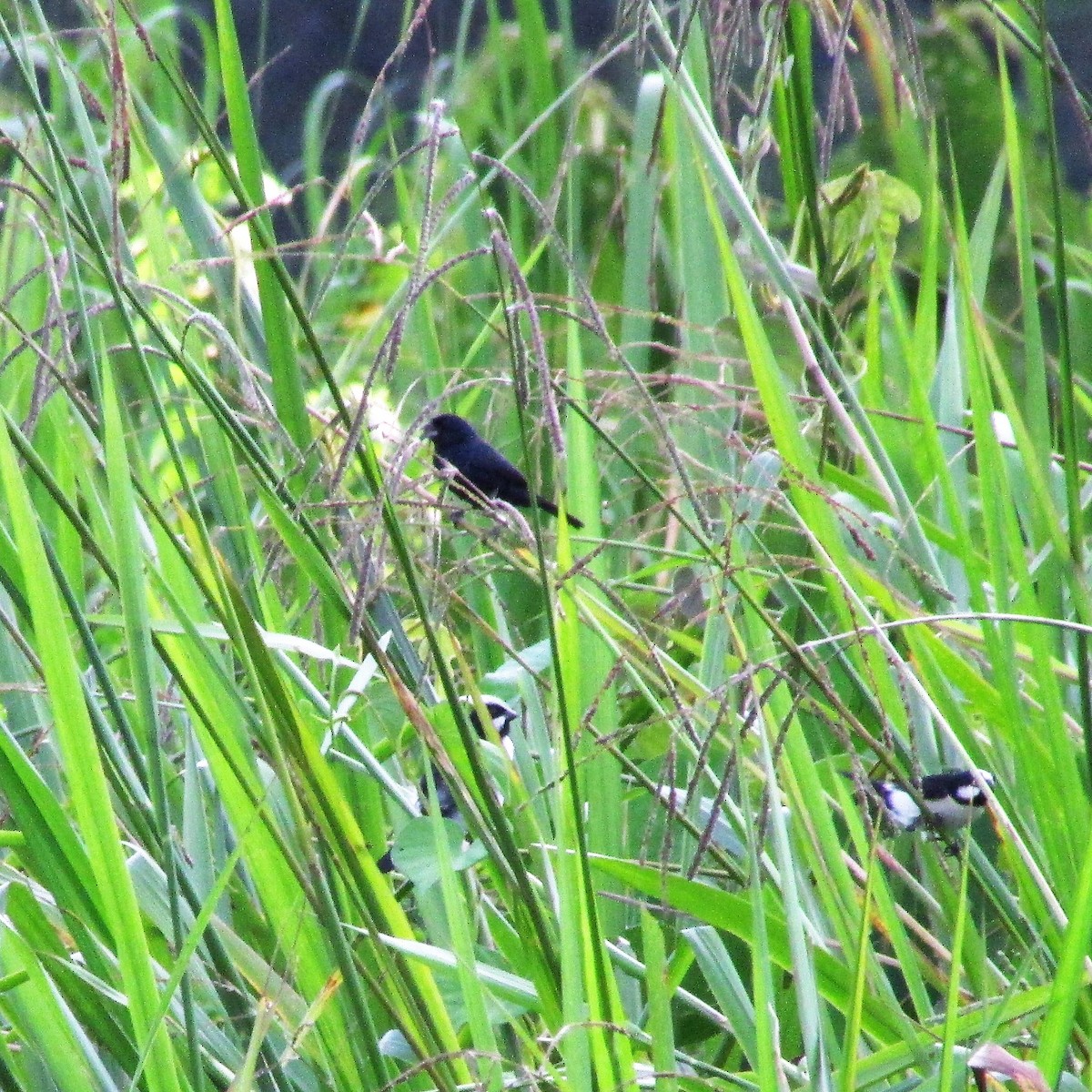 Lined Seedeater - Sean Christensen