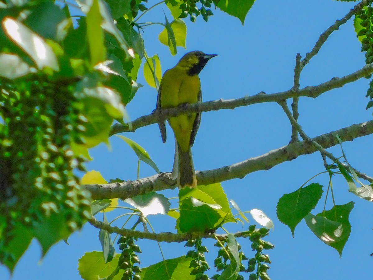 Orchard Oriole - ML104888311
