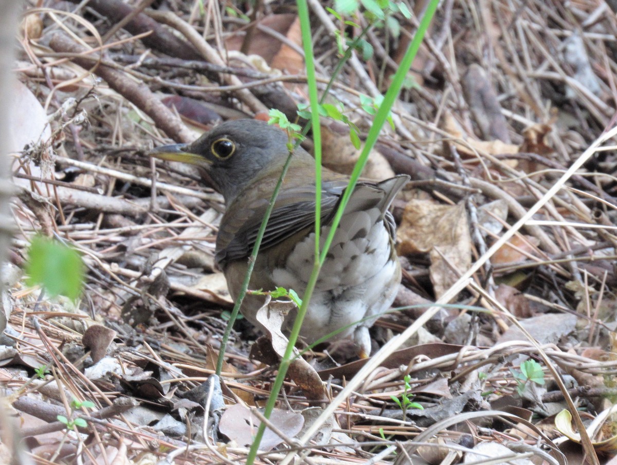 Pale Thrush - ML104888971