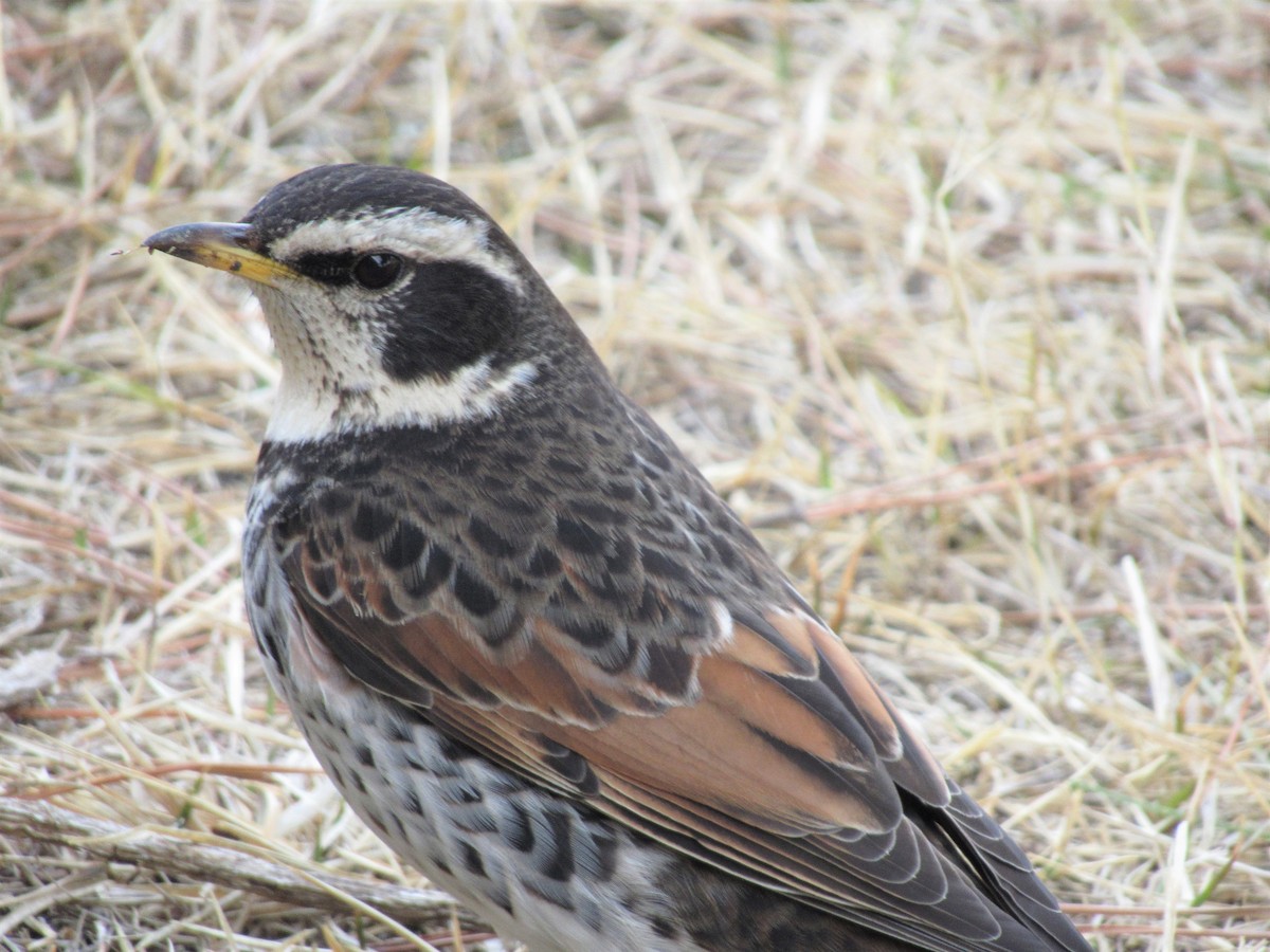 Dusky Thrush - ML104889011