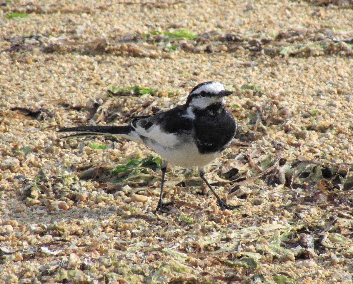 White Wagtail - ML104889021