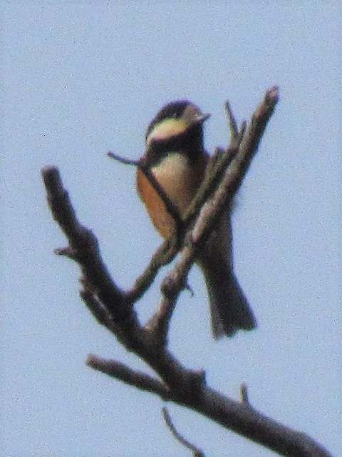 Varied Tit - ML104889031