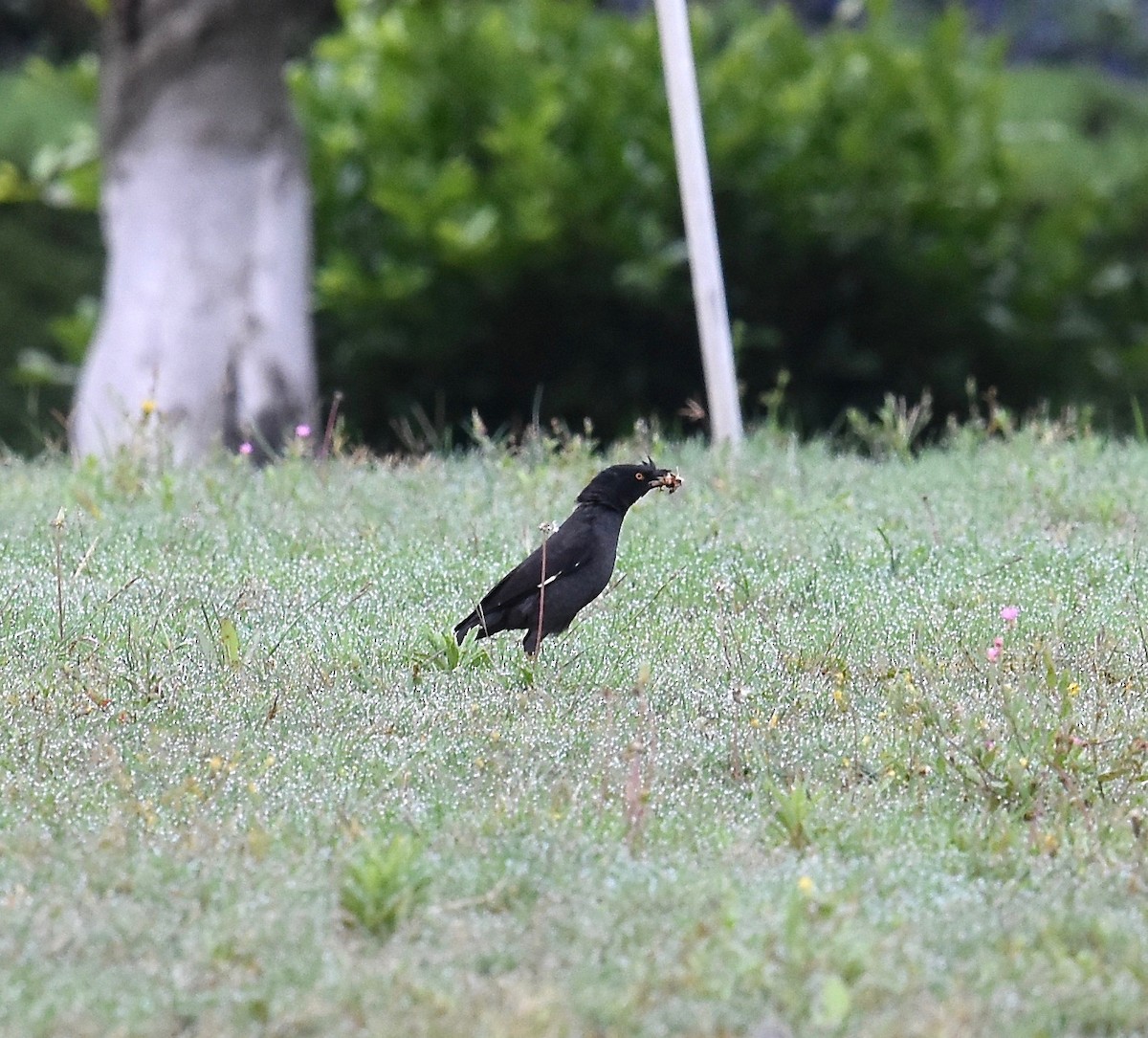 Crested Myna - ML104890571