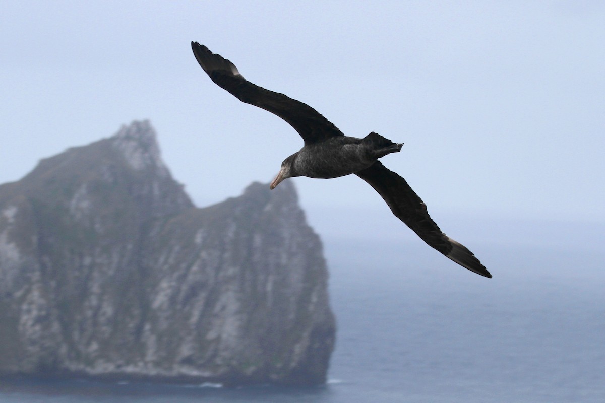 Northern Giant-Petrel - ML104891991