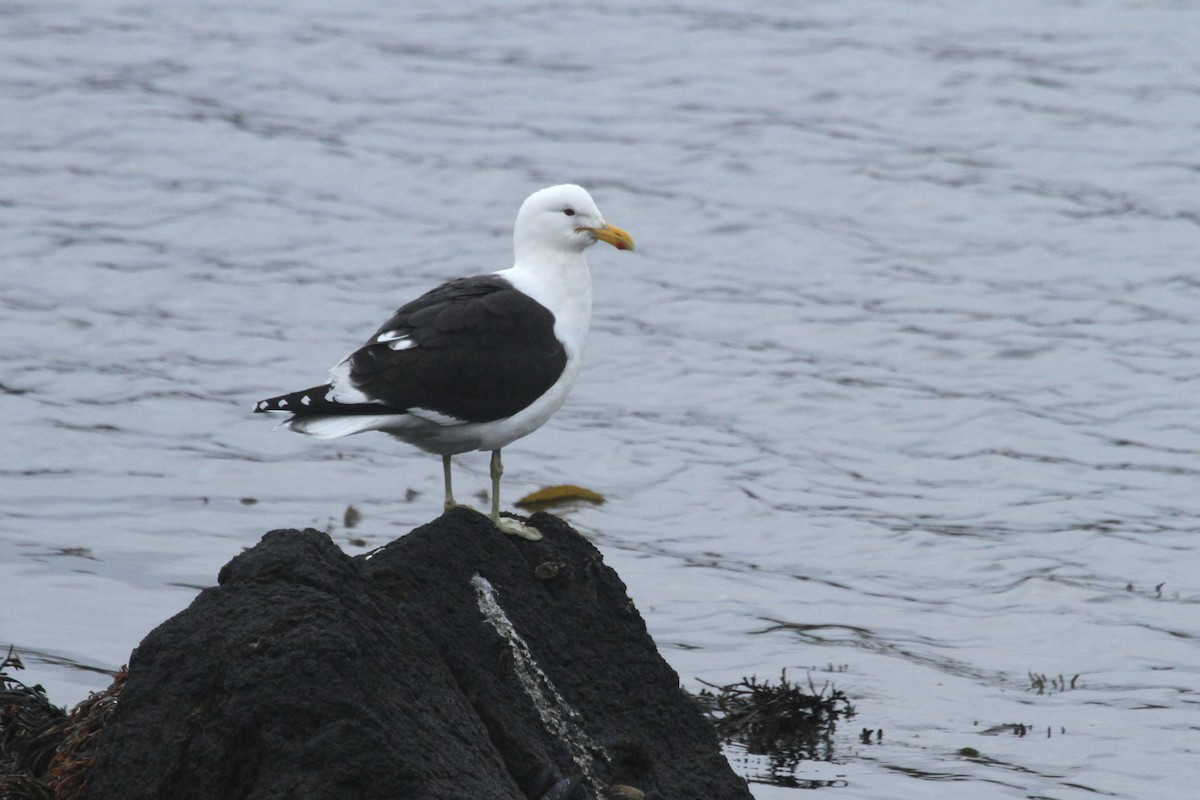 Kelp Gull - Stephen Gast